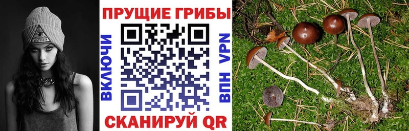 Галлюциногенные грибы Psilocybe  Городец 